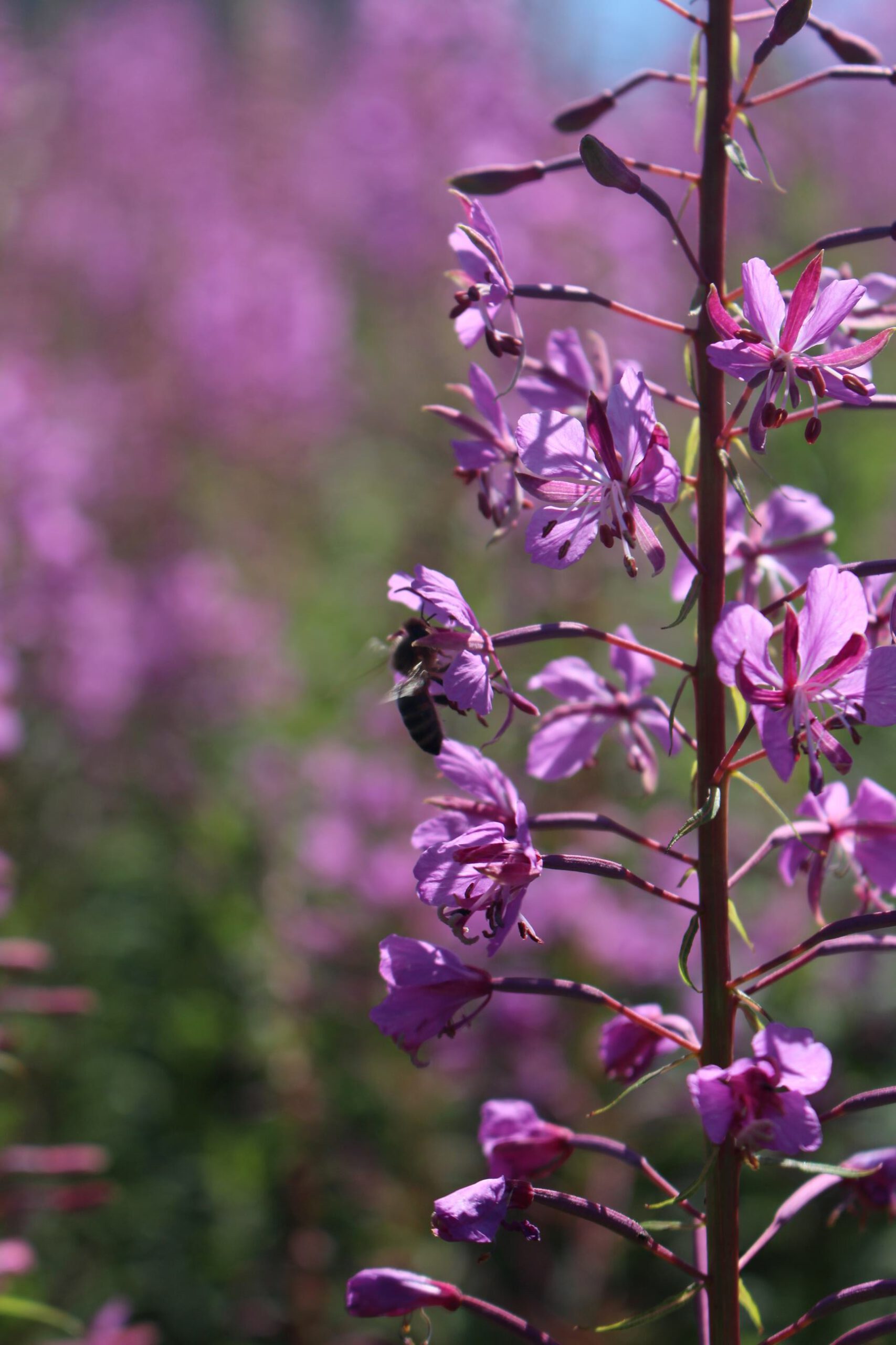 Nahaufnahme von violettem Weidenröschen mit Biene