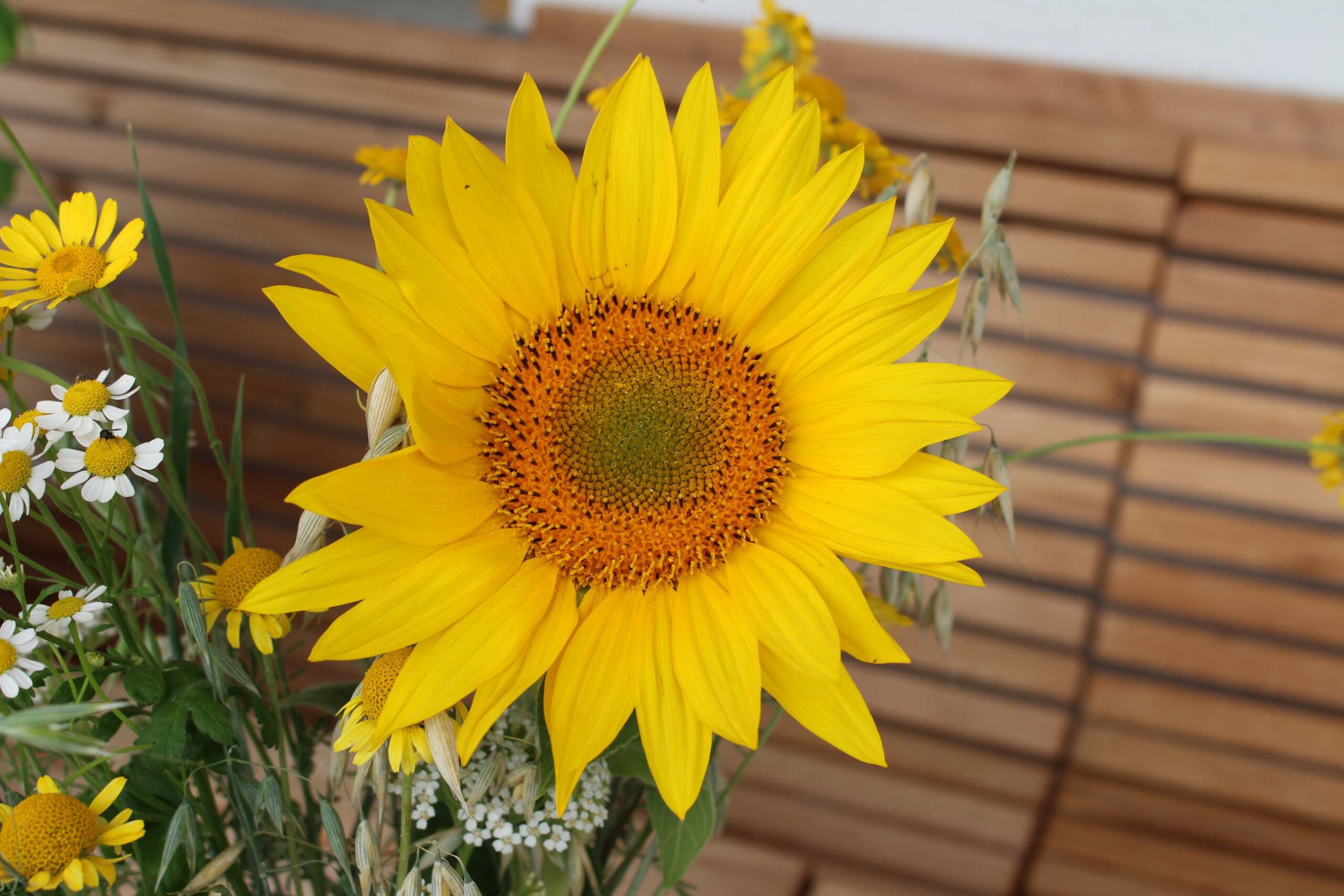 Nahaufnahme einer Sonnenblume vor einer Holzbank