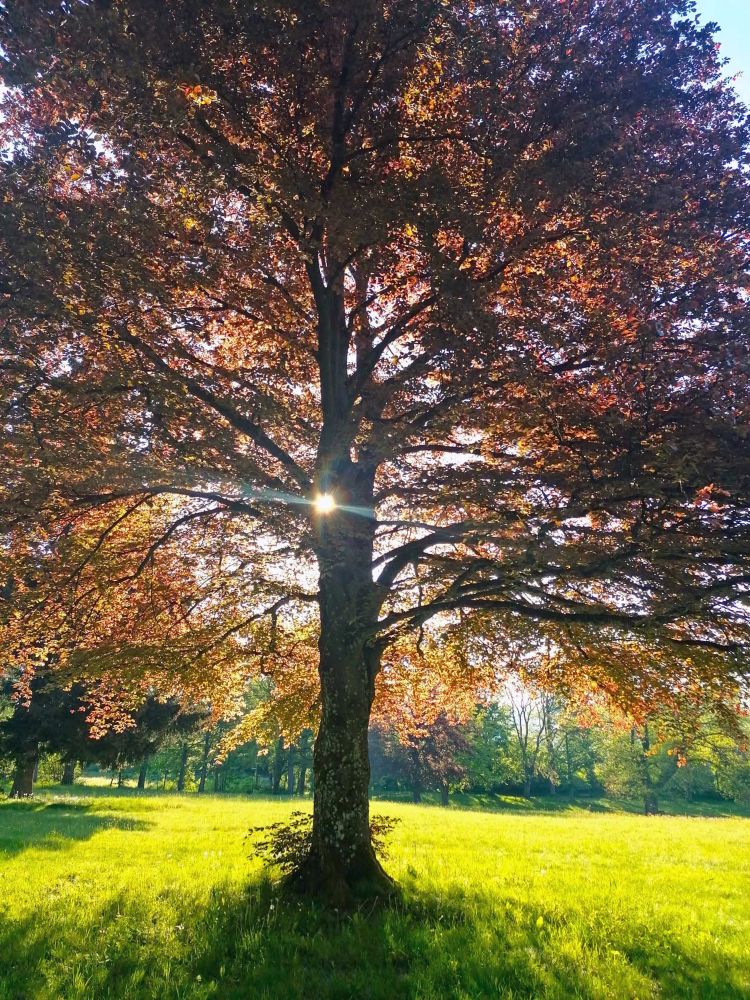 Sonne scheit durch eine Baumkrone