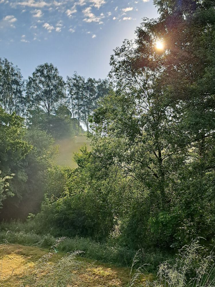 Wiesengrund mit Nebel